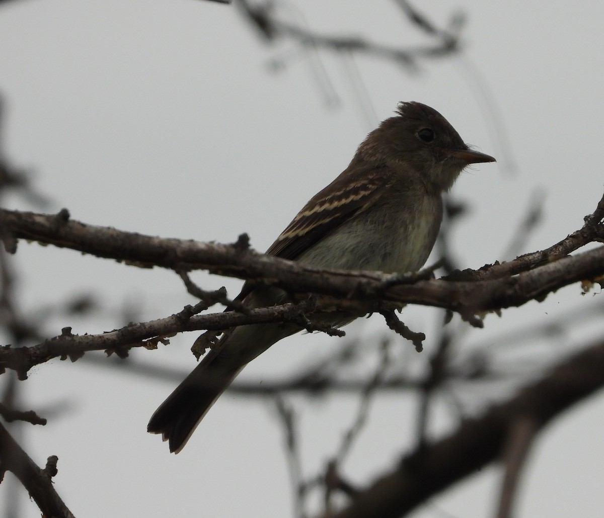 Eastern Wood-Pewee - ML642407815