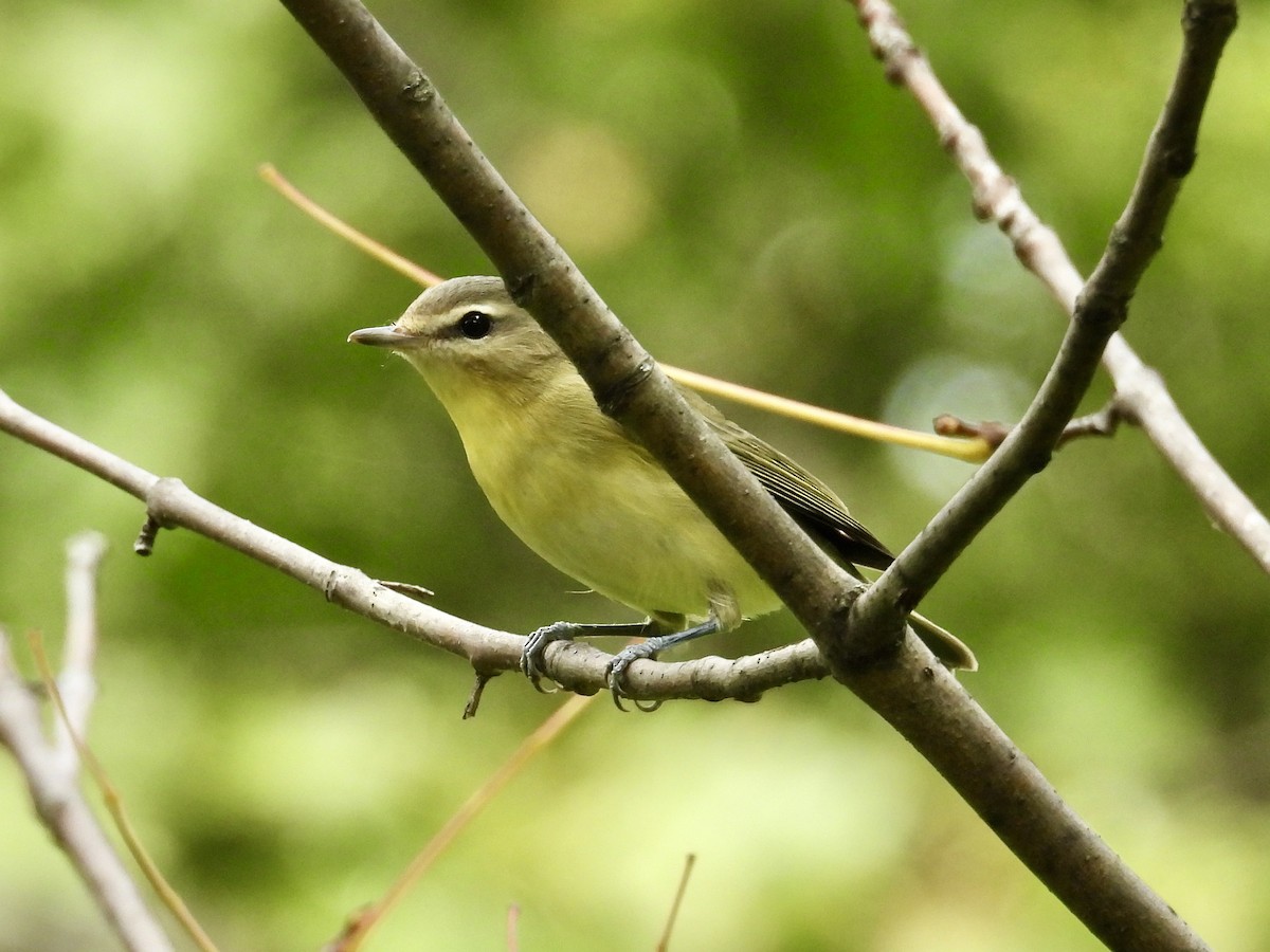 Philadelphia Vireo - ML642407823