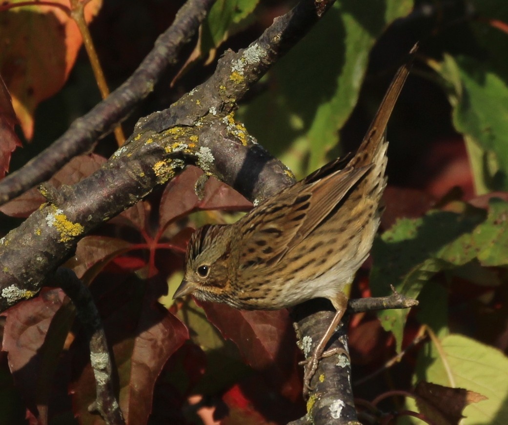 Lincoln's Sparrow - ML642407826
