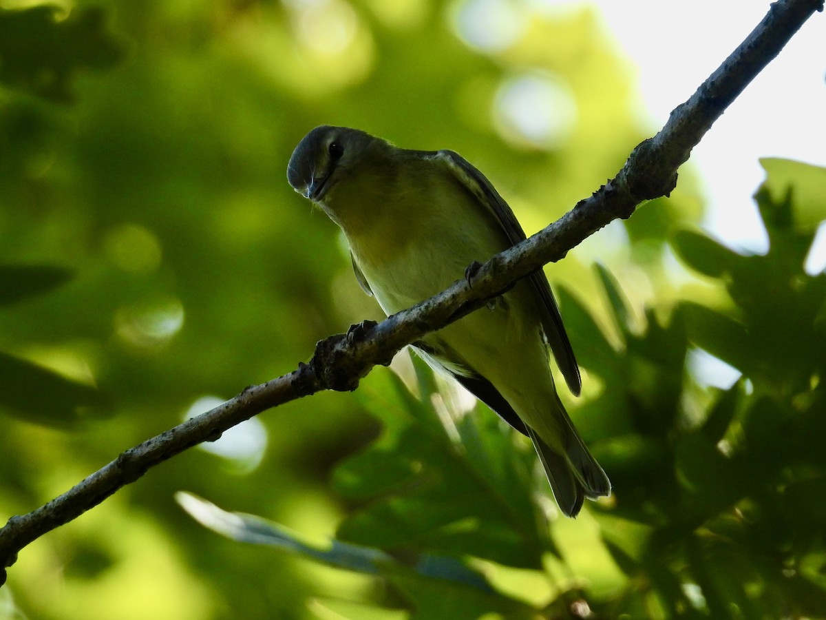 Philadelphia Vireo - ML642407835