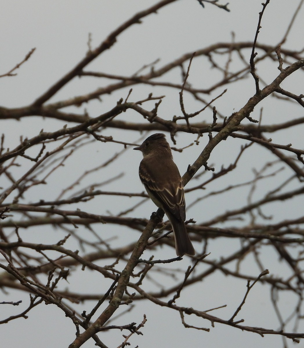 Eastern Wood-Pewee - ML642407854