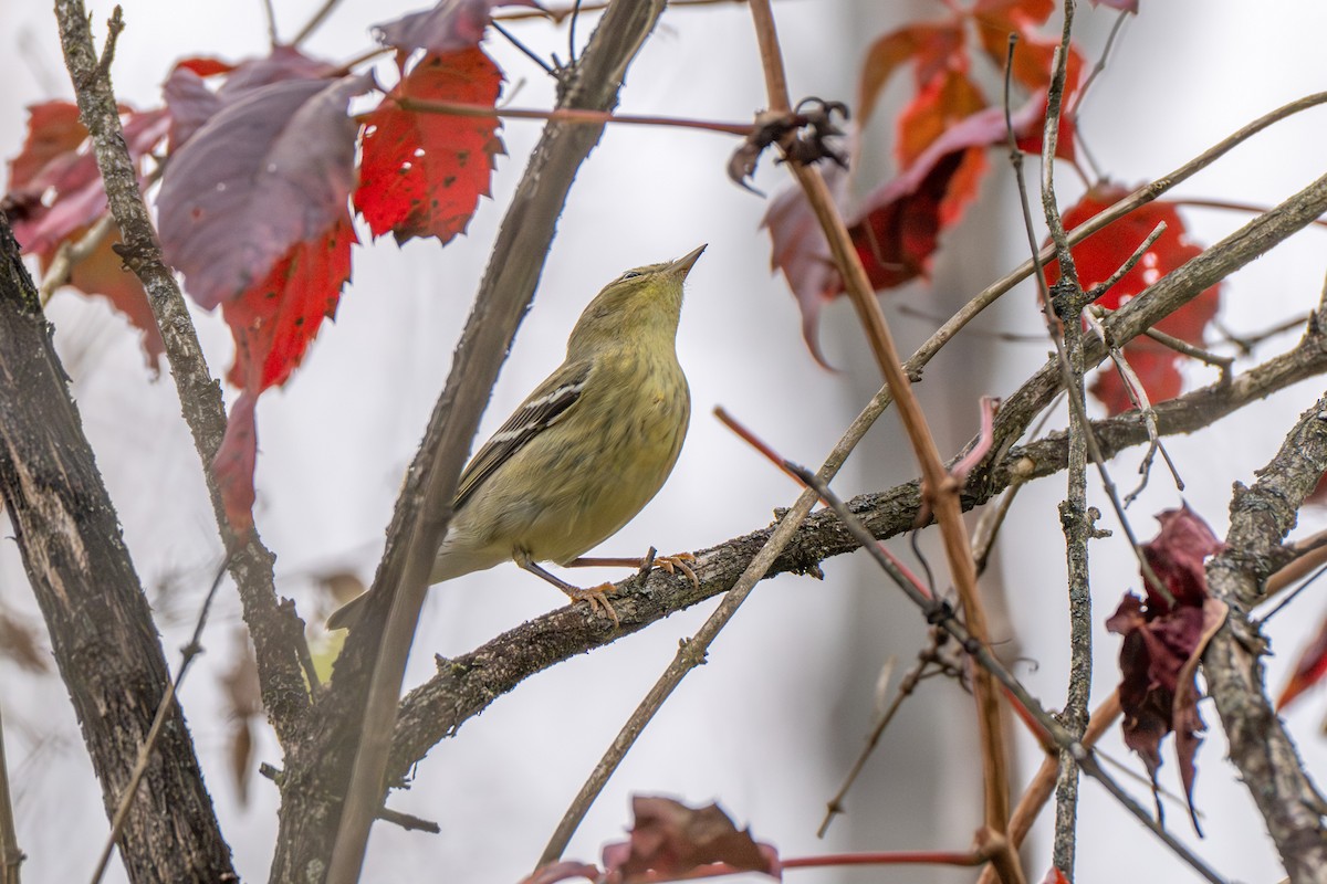 Blackpoll Warbler - ML642407855