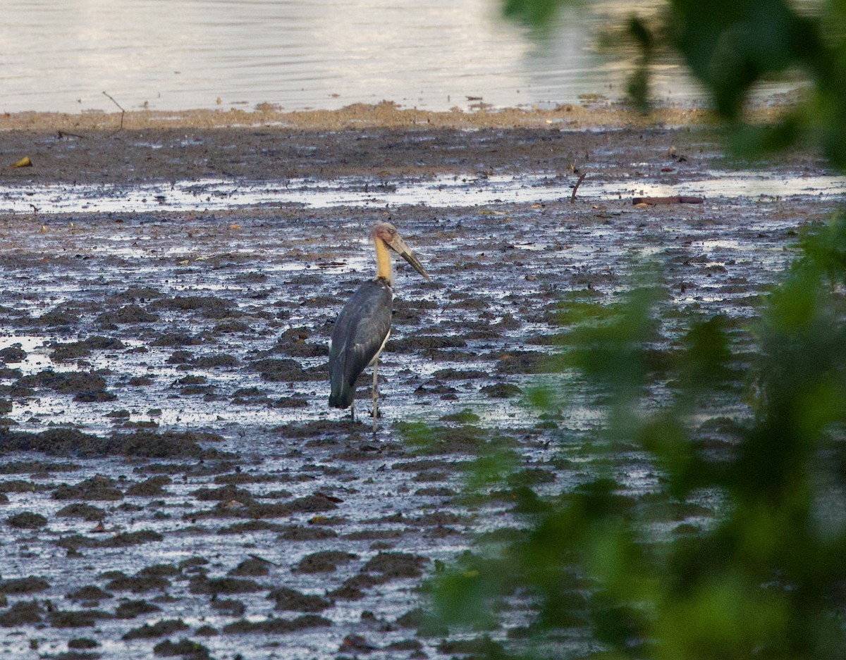 Lesser Adjutant - ML642407868