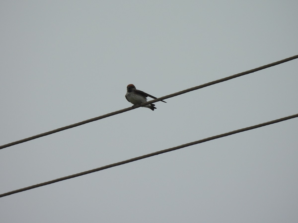 Streak-throated Swallow - ML642407875