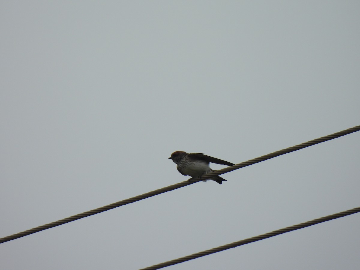 Streak-throated Swallow - ML642407876