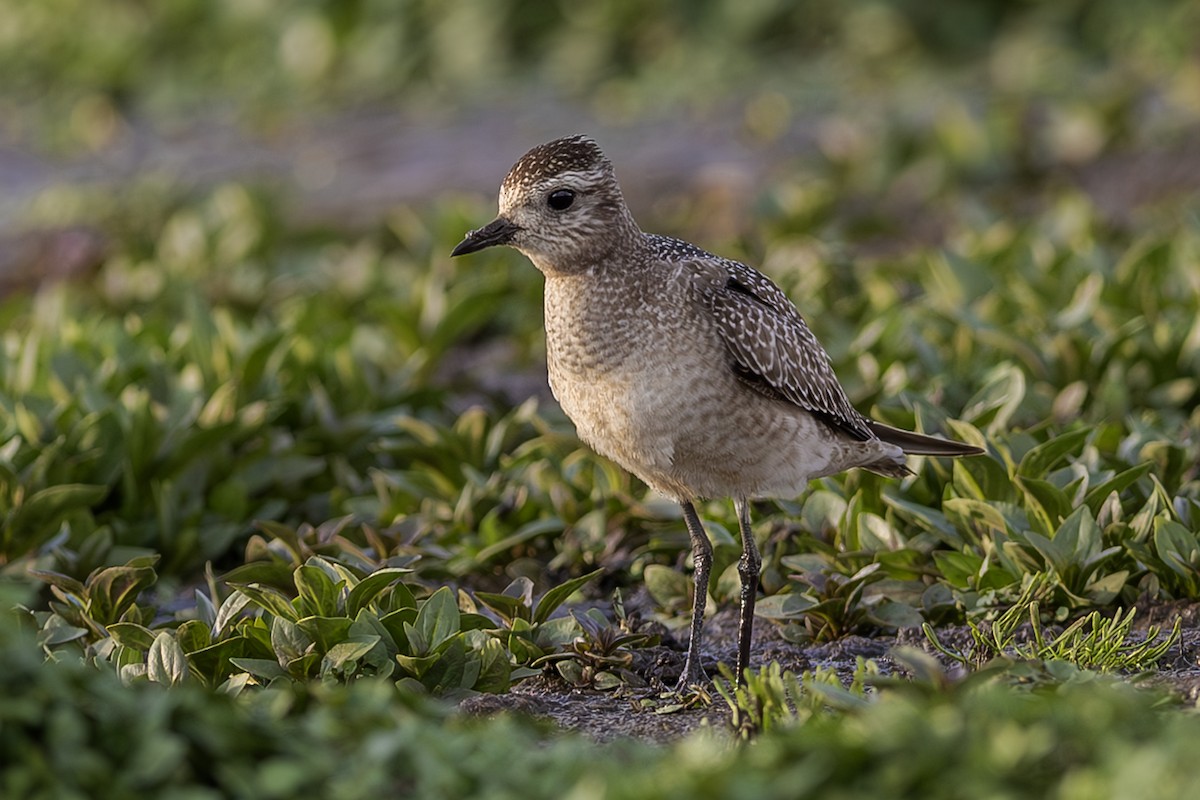 American Golden-Plover - ML642407884