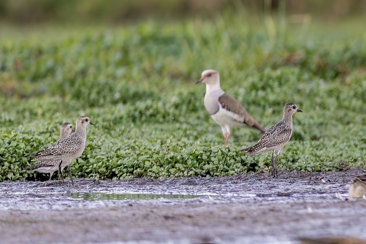 American Golden-Plover - ML642407885