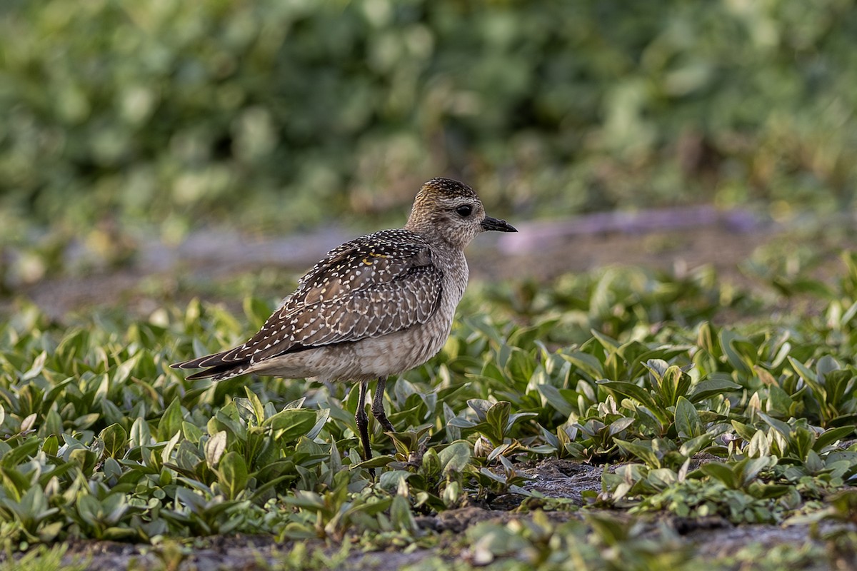 American Golden-Plover - ML642407886