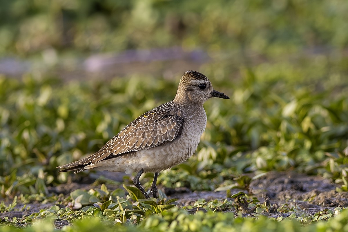 American Golden-Plover - ML642407887