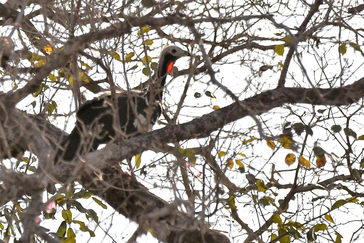 Red-throated Piping-Guan - ML642407894