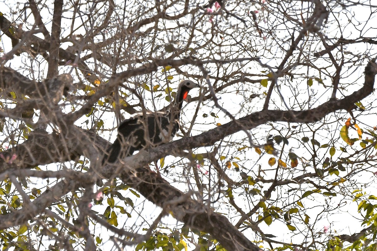 Red-throated Piping-Guan - ML642407895