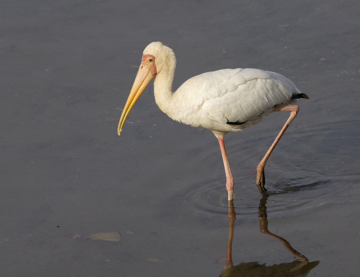 Milky Stork - ML642407897