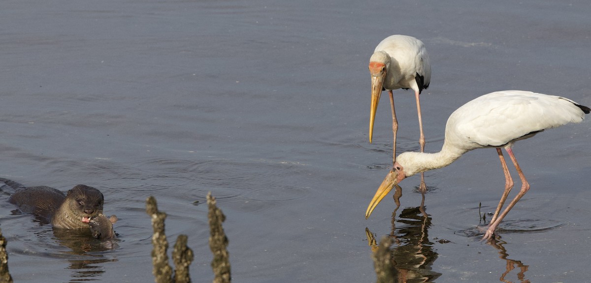 Milky Stork - ML642407898