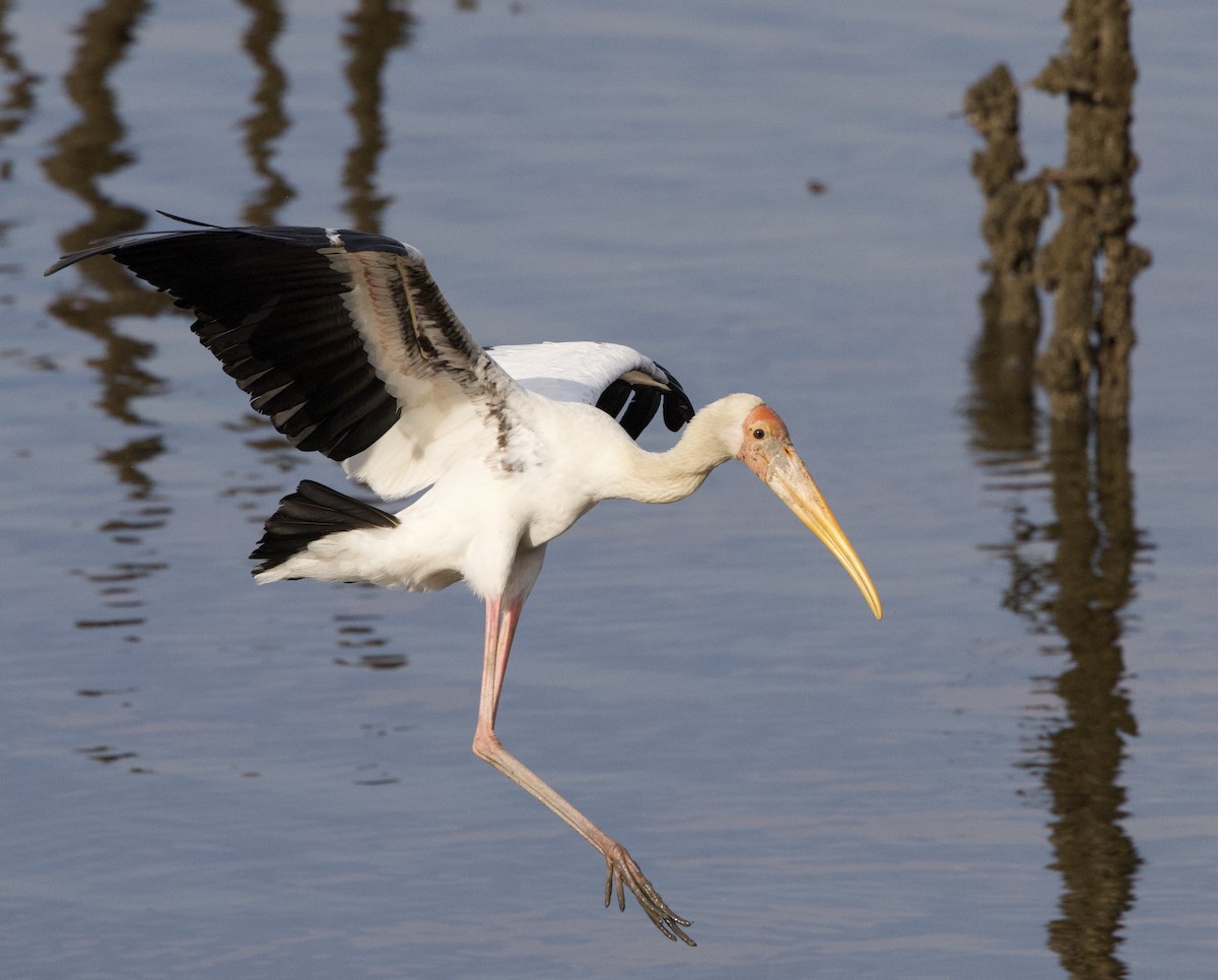 Milky Stork - ML642407899