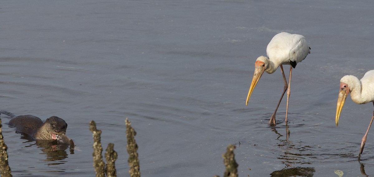 Milky Stork - ML642407900