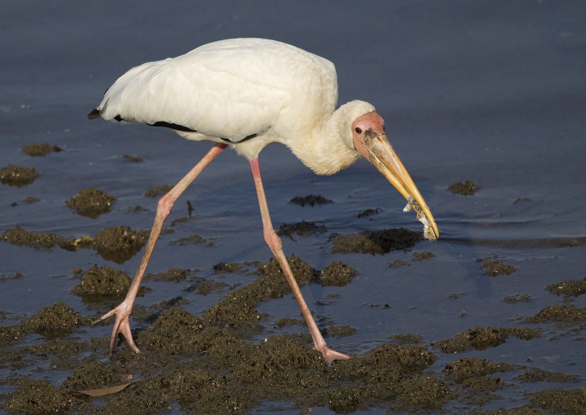 Milky Stork - ML642407901