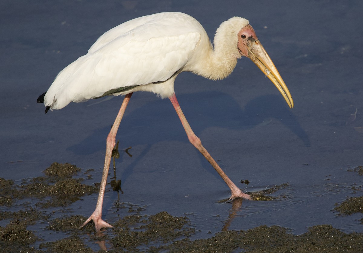 Milky Stork - ML642407902