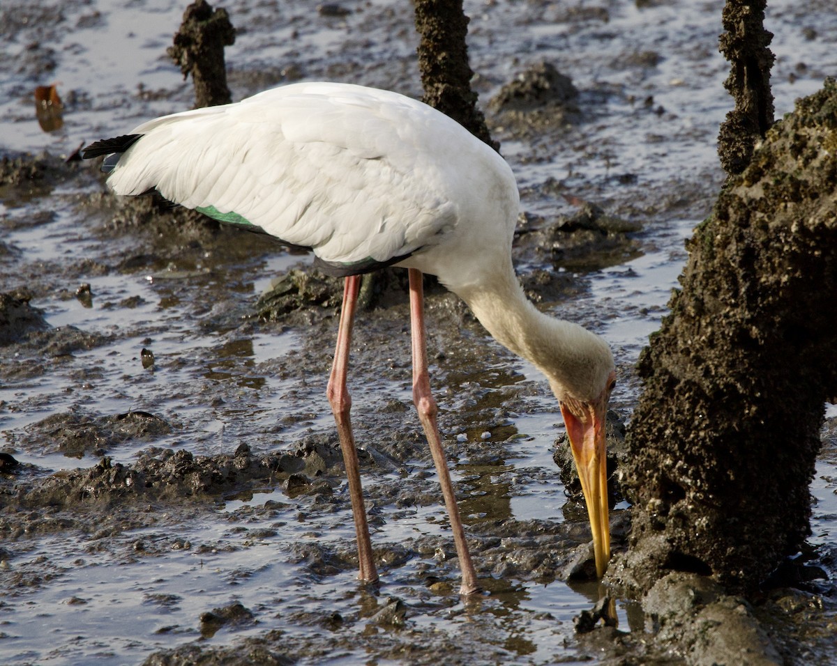Milky Stork - ML642407903