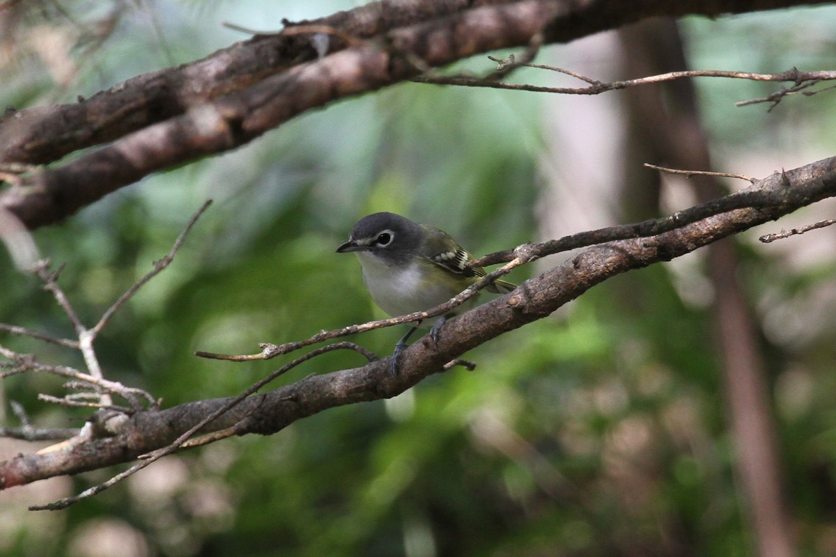 eremittvireo - ML642407907