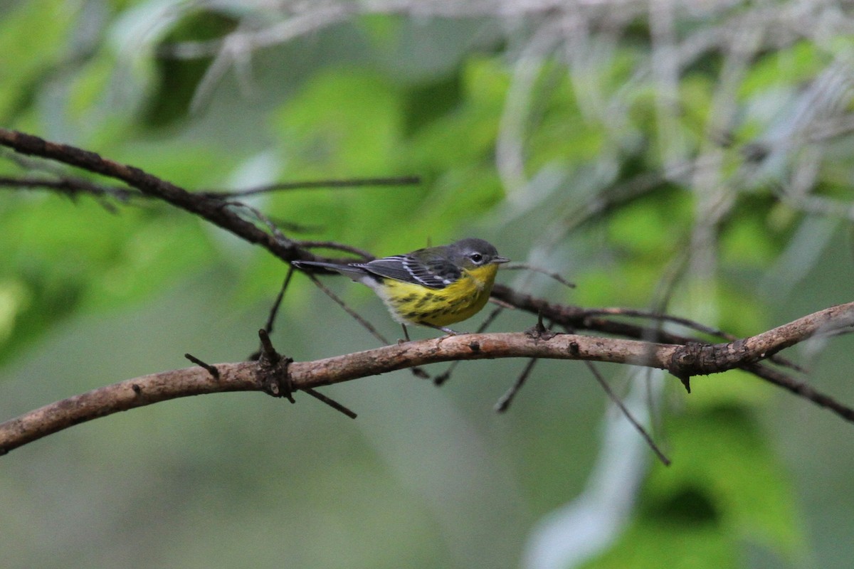 シロオビアメリカムシクイ - ML642407912