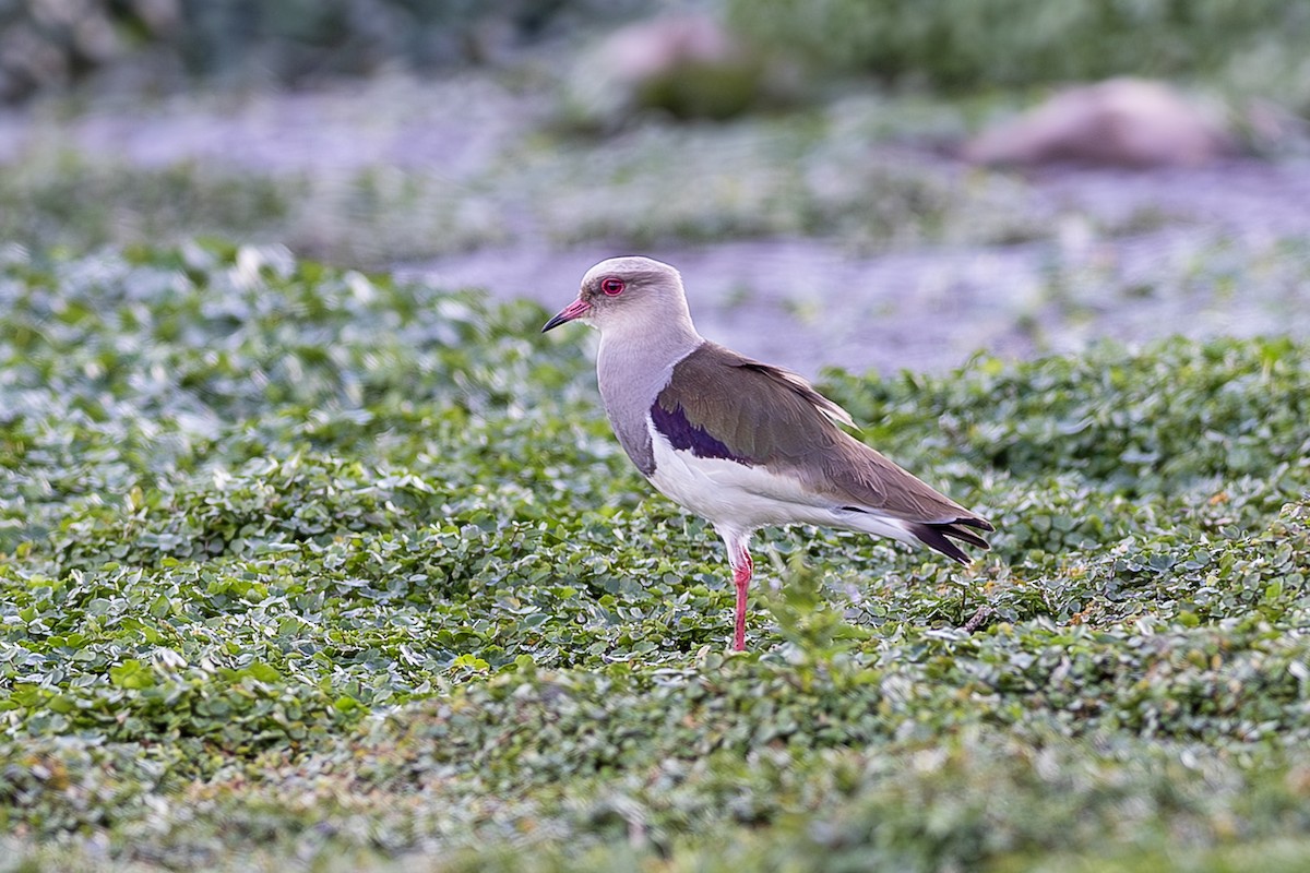 Andean Lapwing - ML642407919