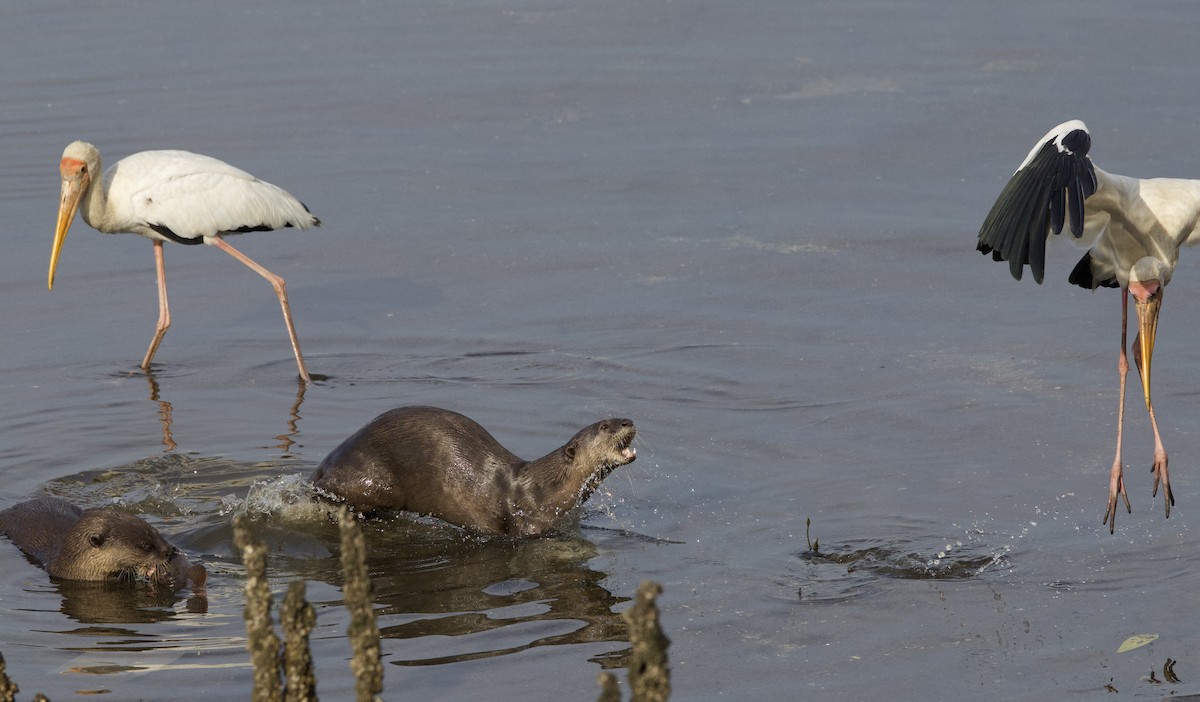 Milky Stork - ML642407924