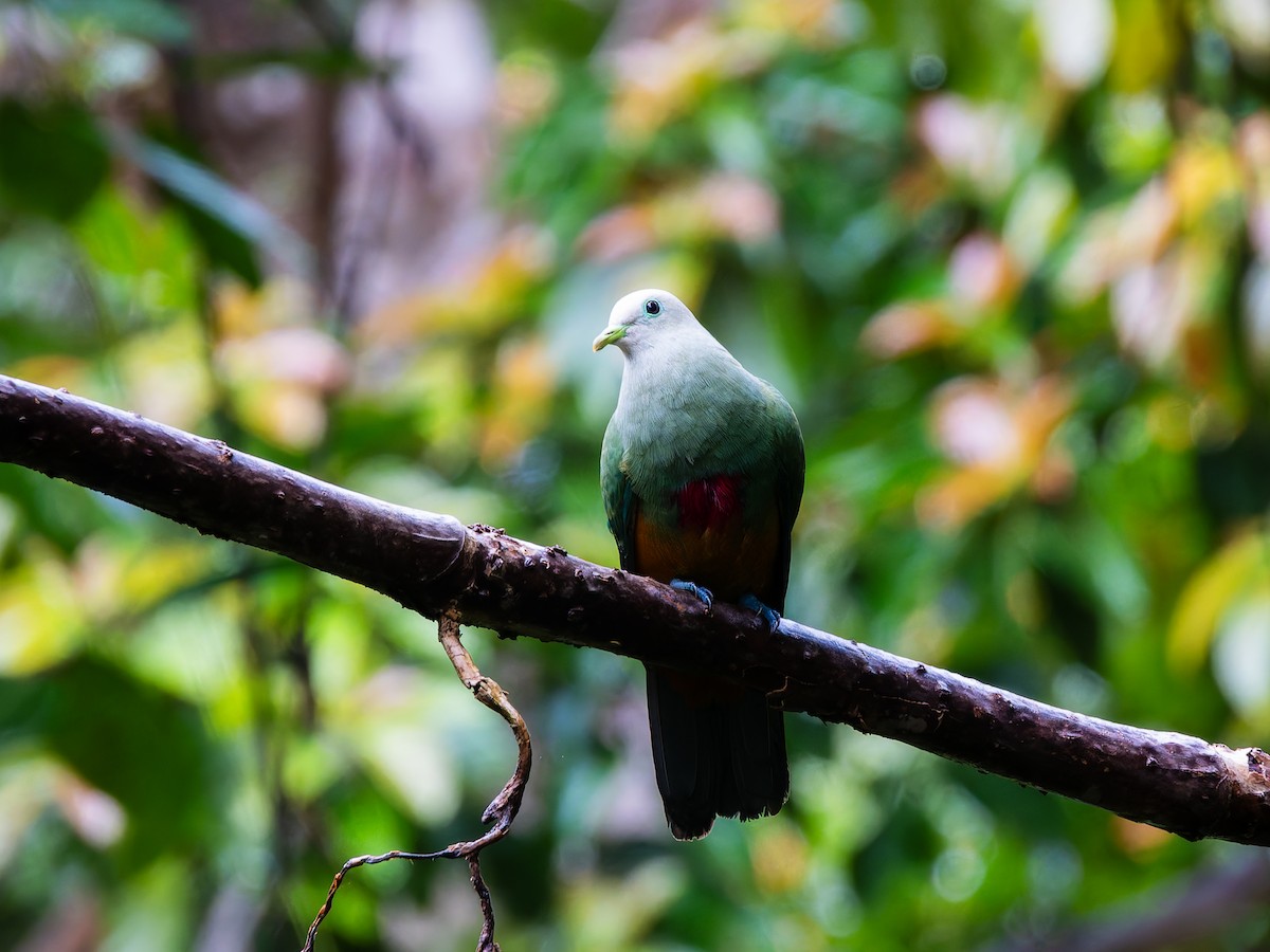 Scarlet-breasted Fruit-Dove - ML642407926