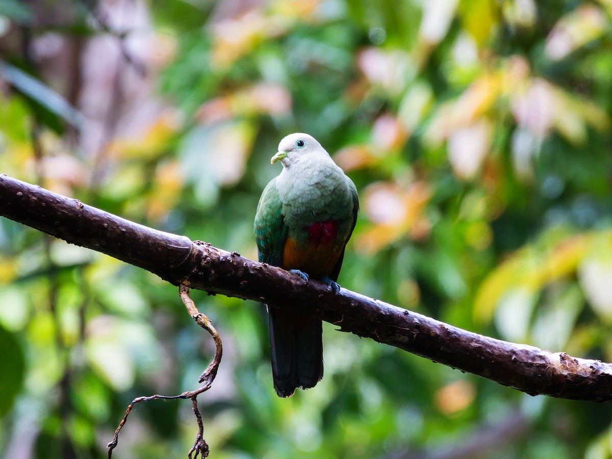 Scarlet-breasted Fruit-Dove - ML642407927