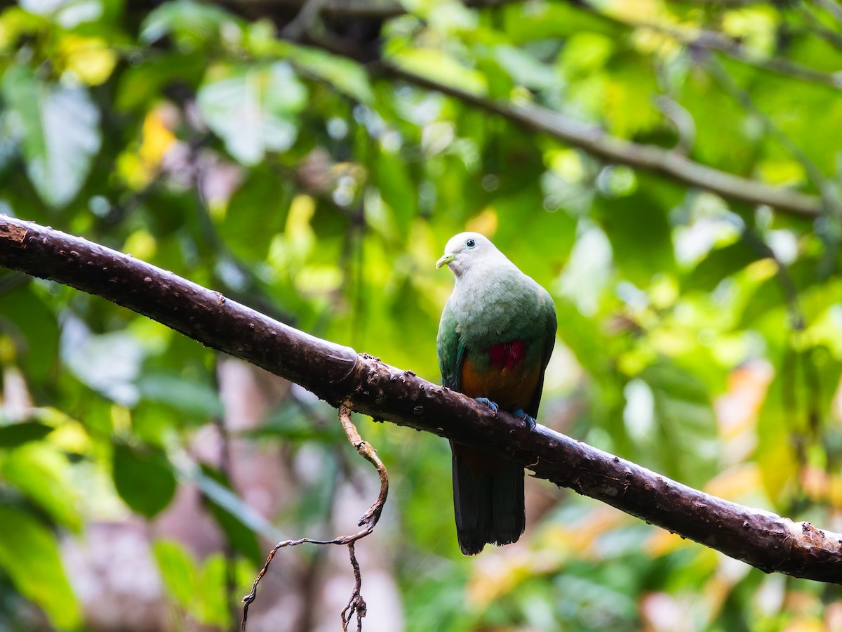 Scarlet-breasted Fruit-Dove - ML642407928