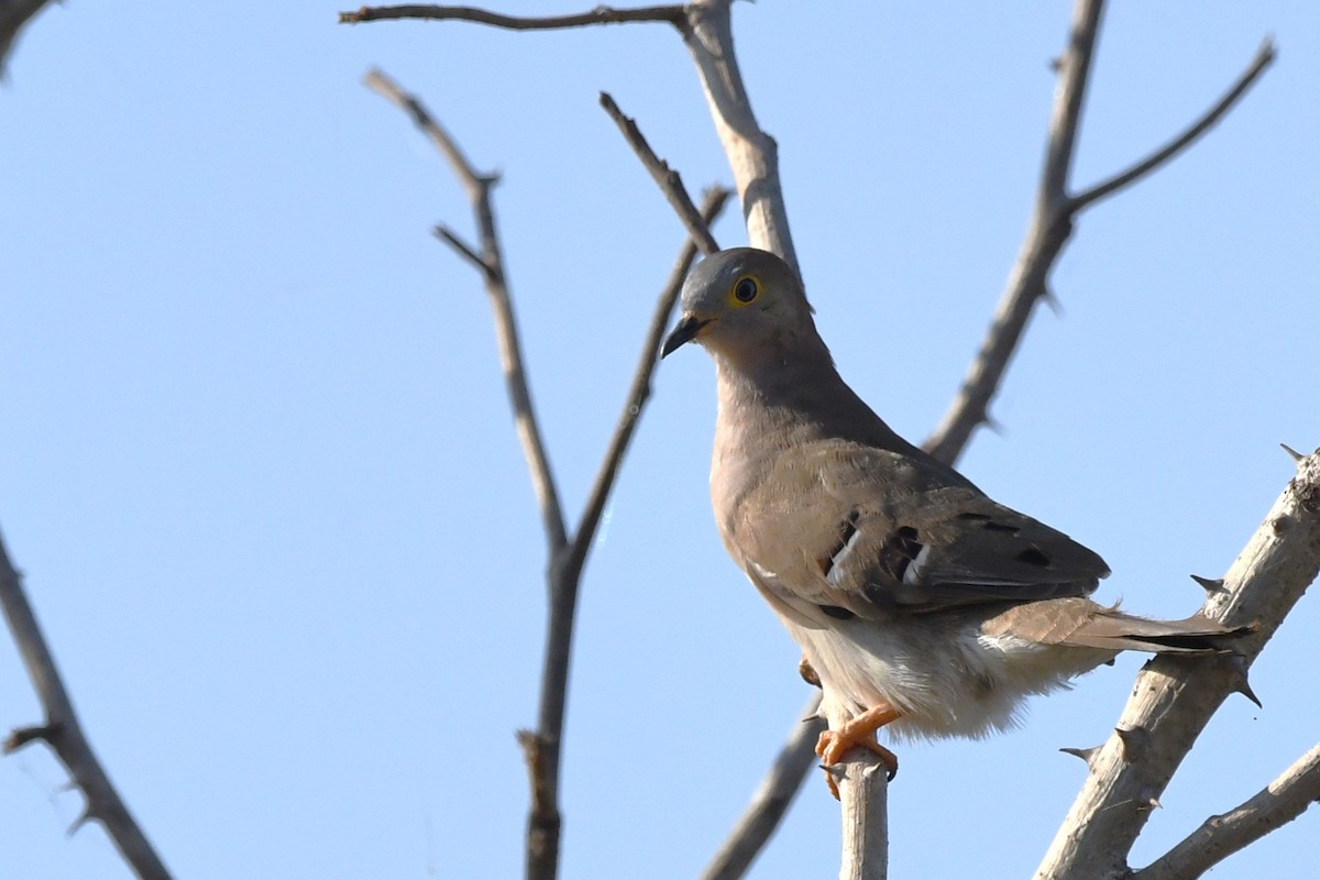 Long-tailed Ground Dove - ML642407934