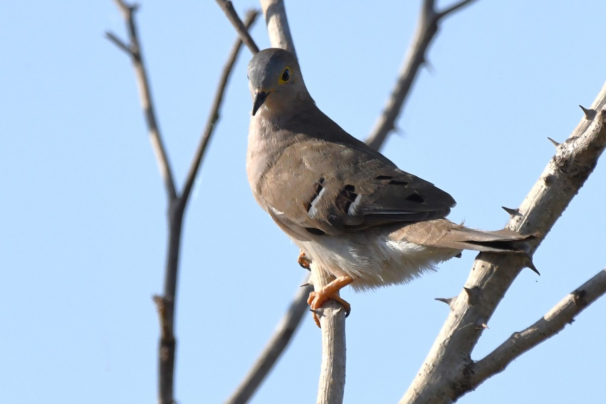 Long-tailed Ground Dove - ML642407935