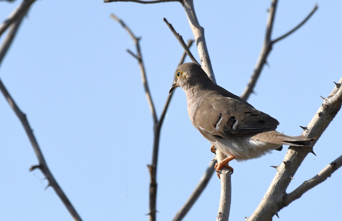 Long-tailed Ground Dove - ML642407936