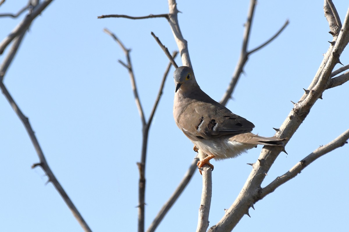Long-tailed Ground Dove - ML642407937