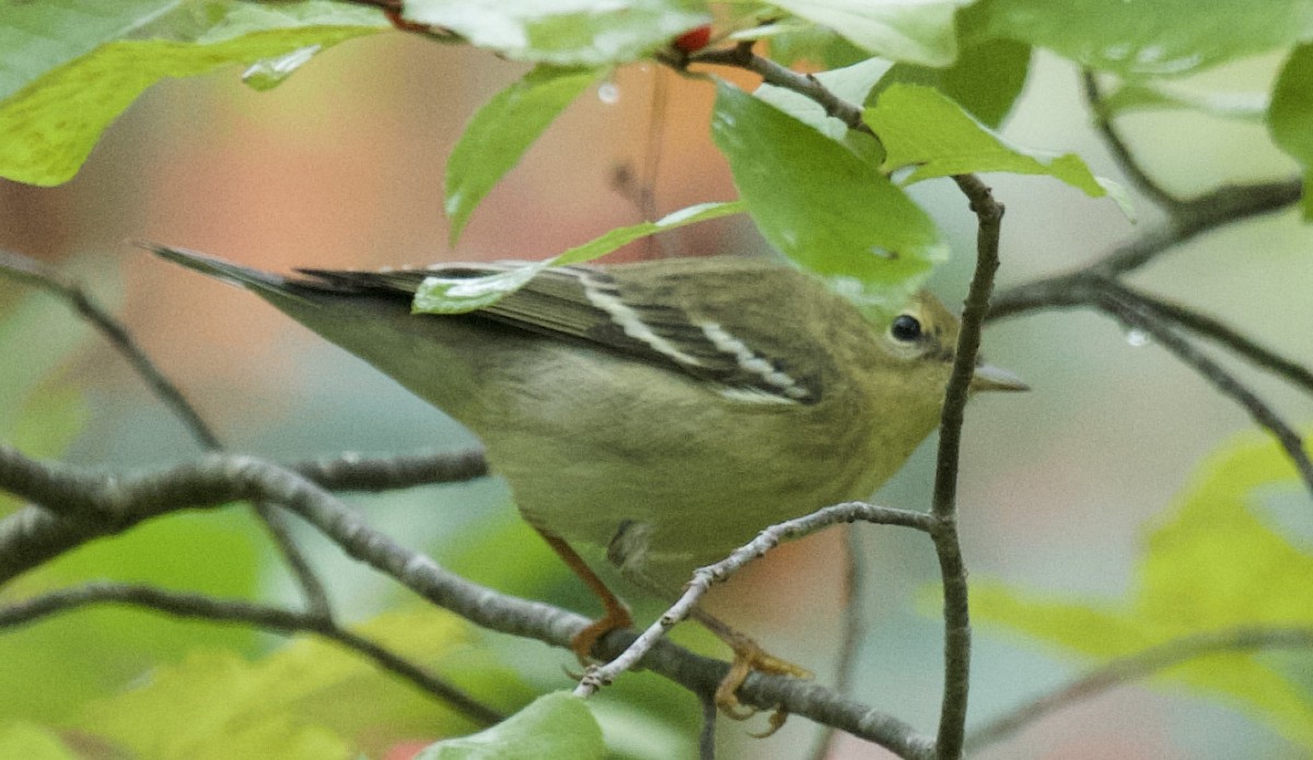 Blackpoll Warbler - ML642407941