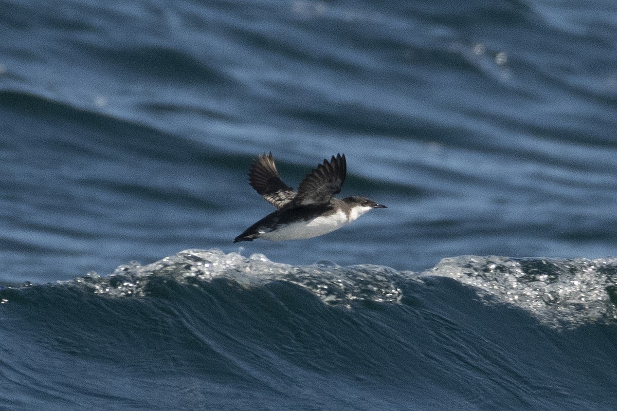 Craveri's Murrelet - ML642407952