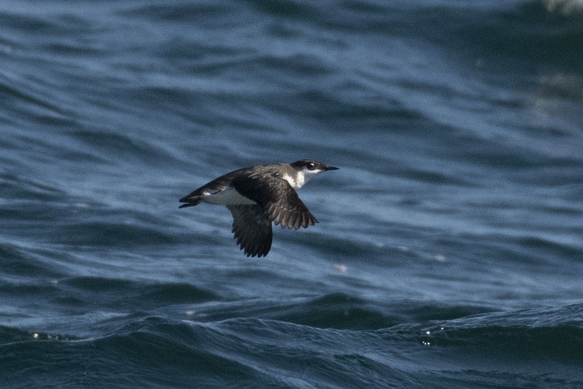 Craveri's Murrelet - ML642407953