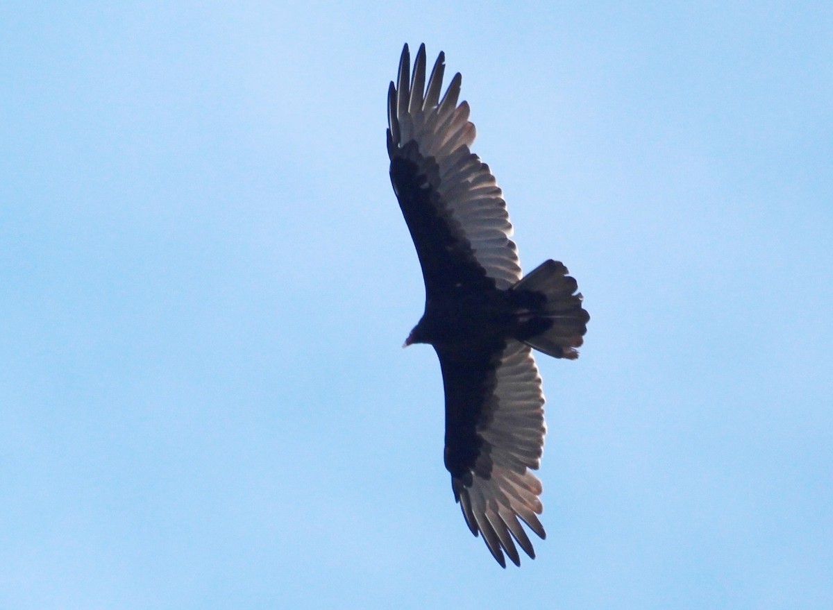 Turkey Vulture - ML642407956