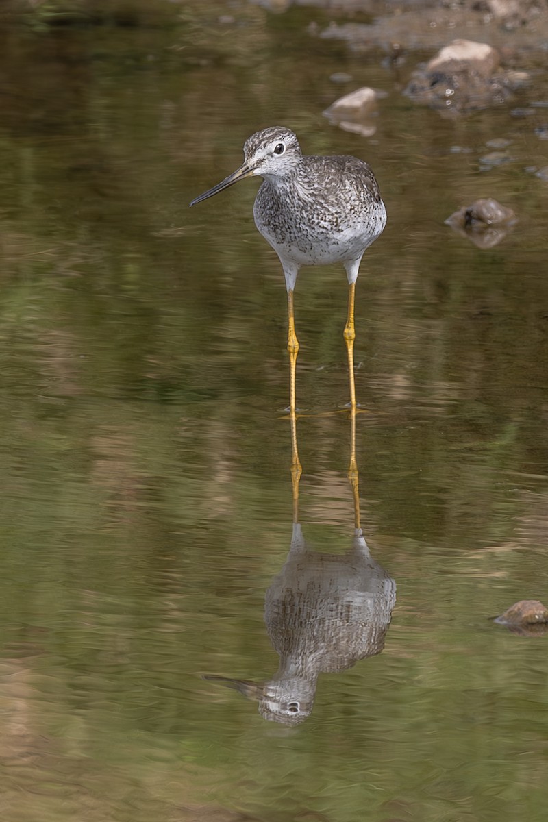 Greater Yellowlegs - ML642407961
