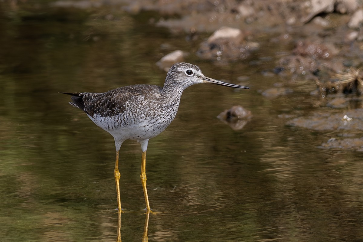 Greater Yellowlegs - ML642407962