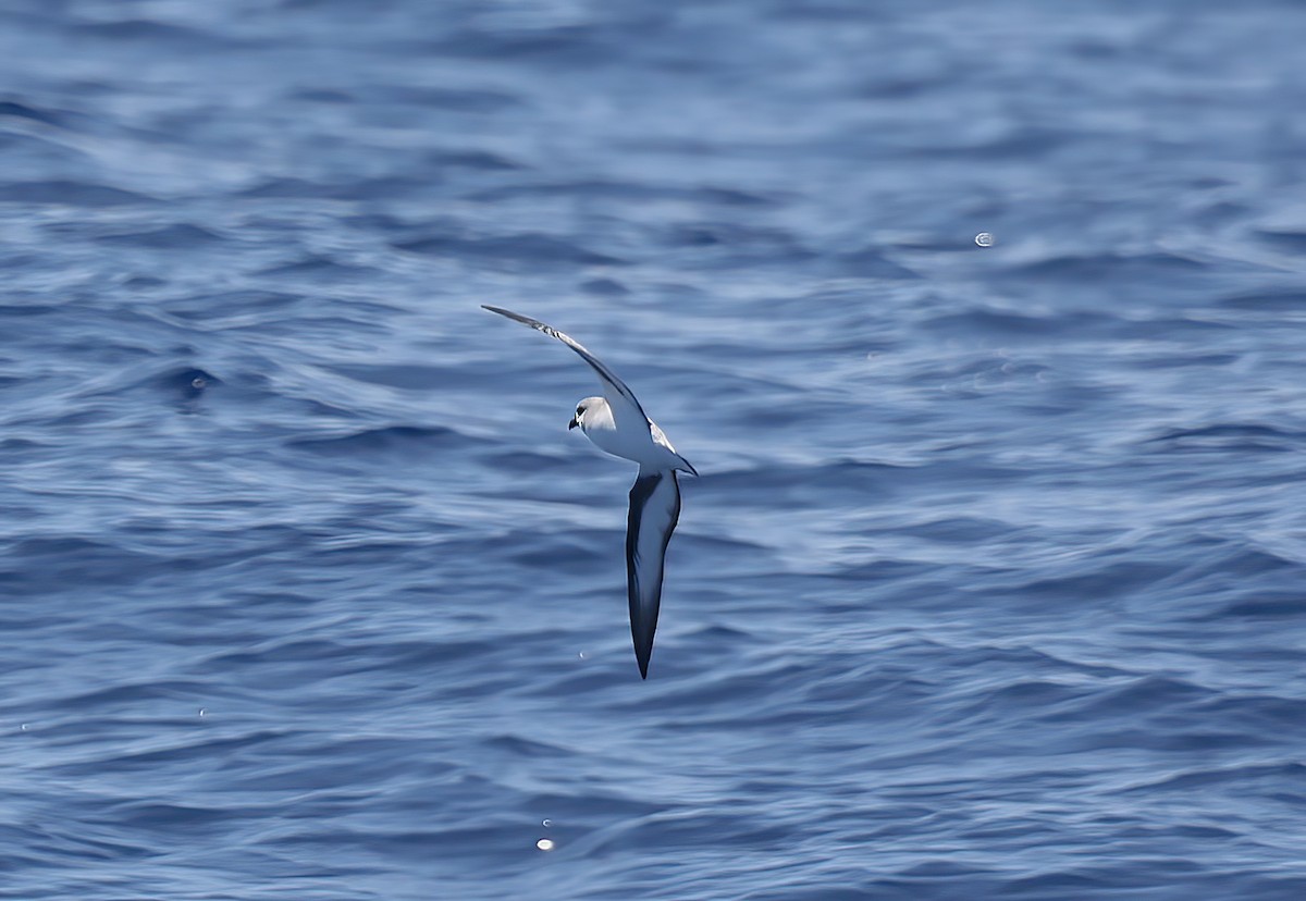 Black-winged Petrel - ML642407964