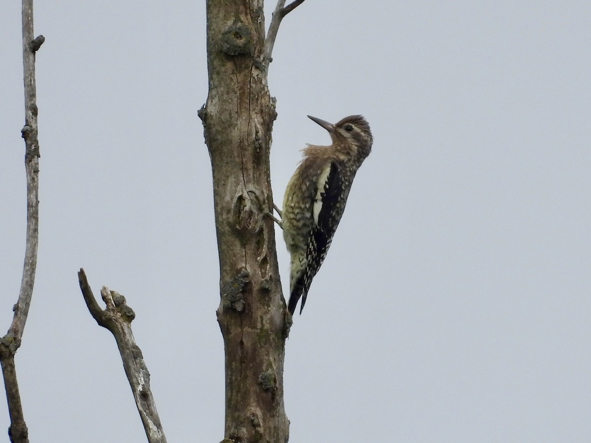 Yellow-bellied Sapsucker - ML642407966