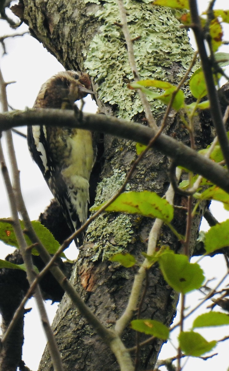 Yellow-bellied Sapsucker - ML642407968