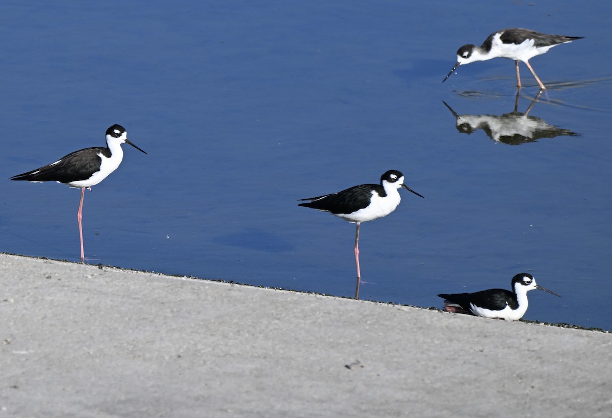 Black-necked Stilt - ML642407970