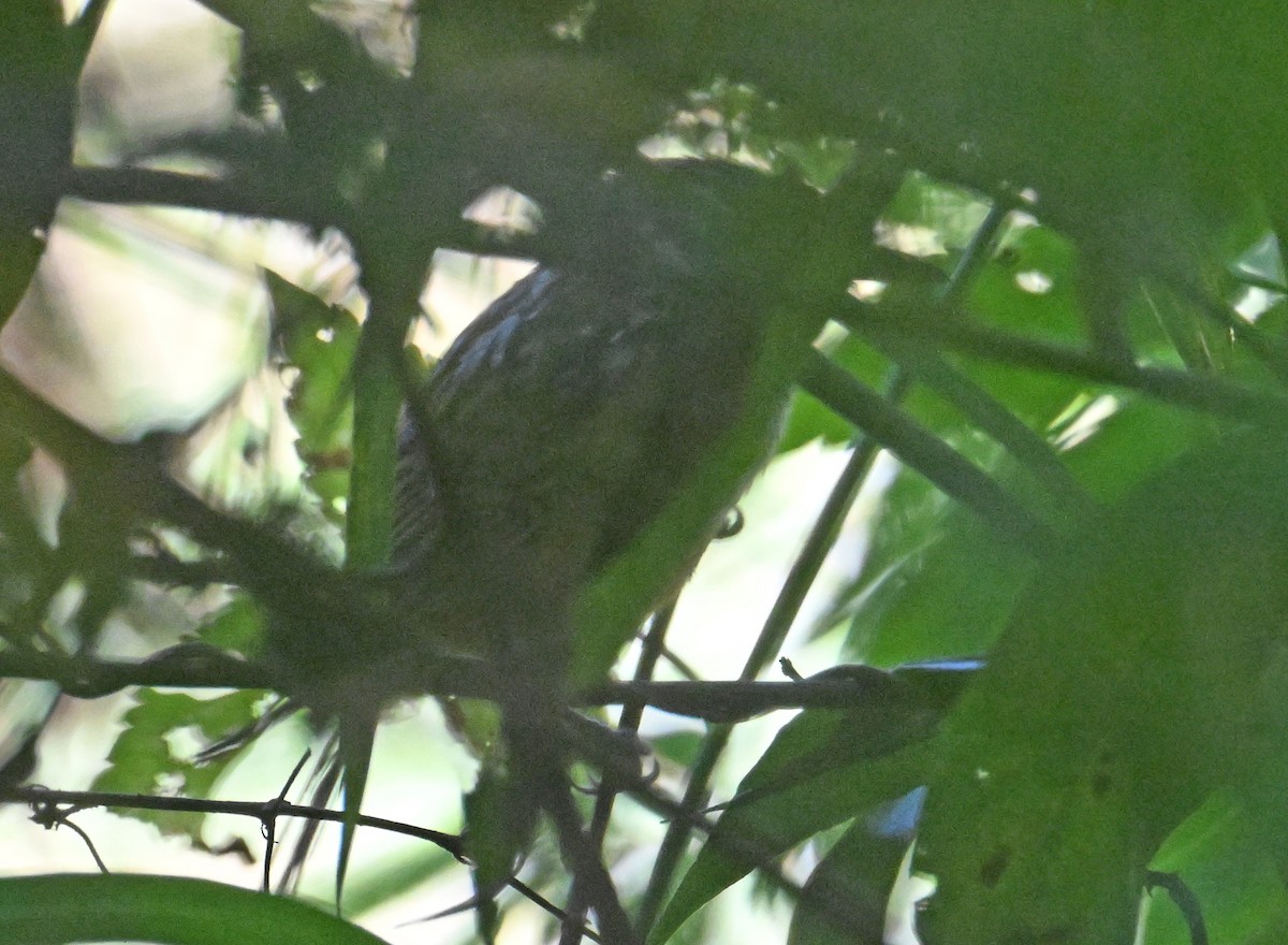 Santa Marta Antbird - ML642407971