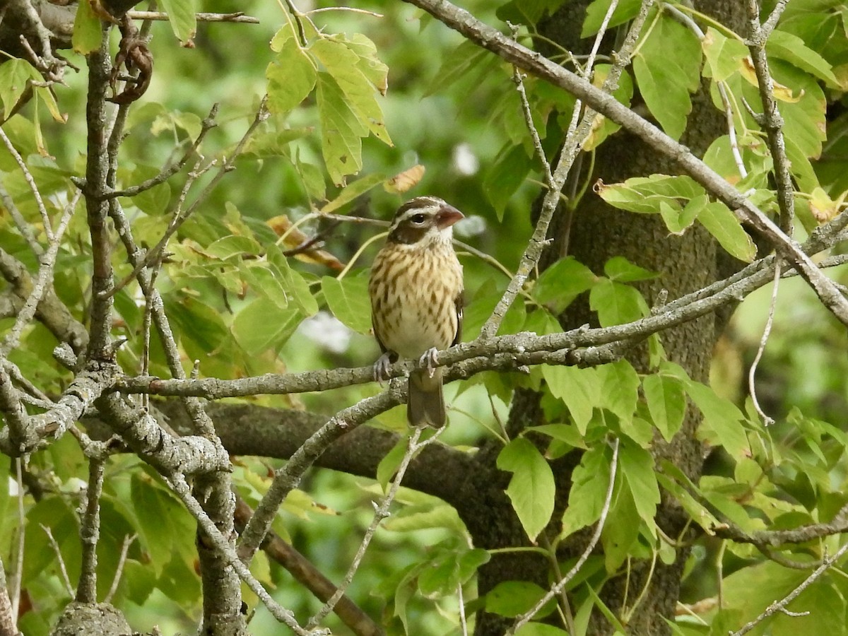 Rose-breasted Grosbeak - ML642407972