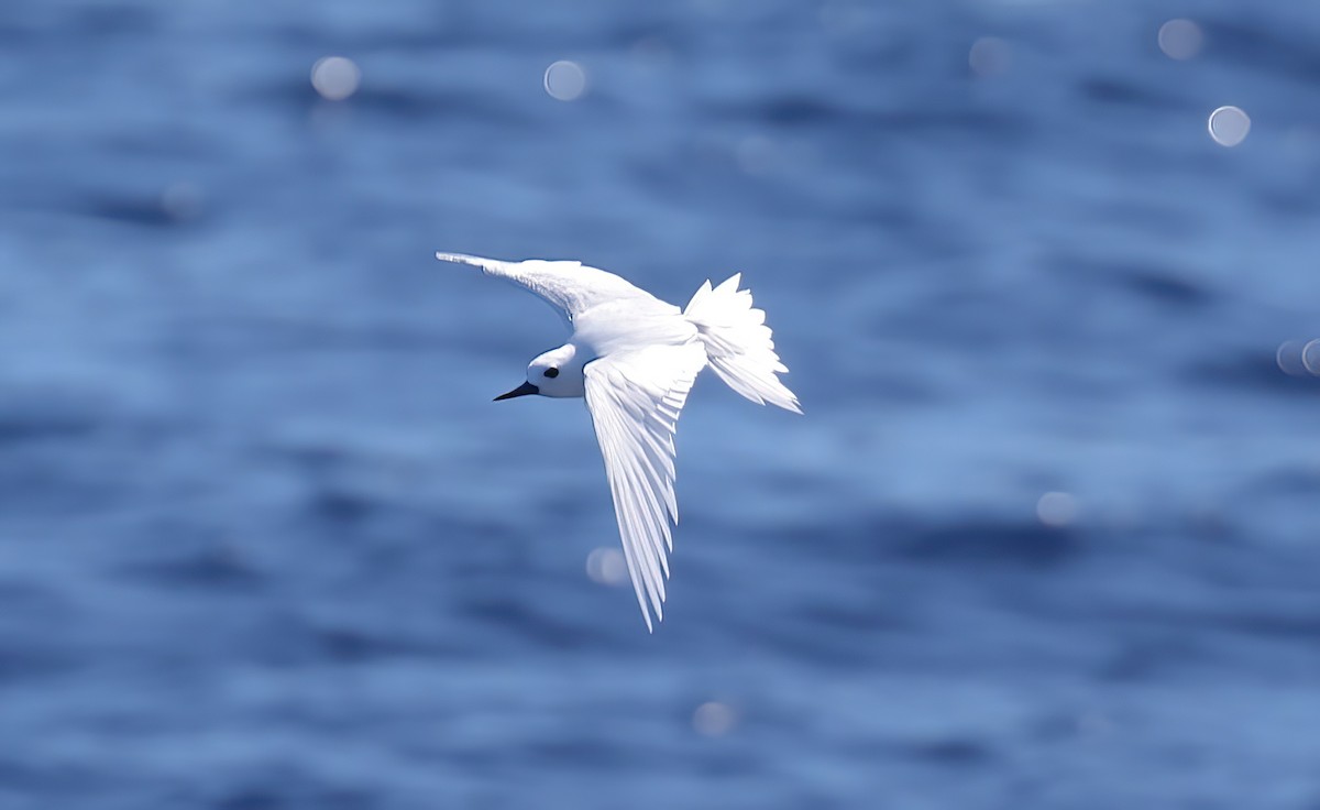 White Tern - ML642407973
