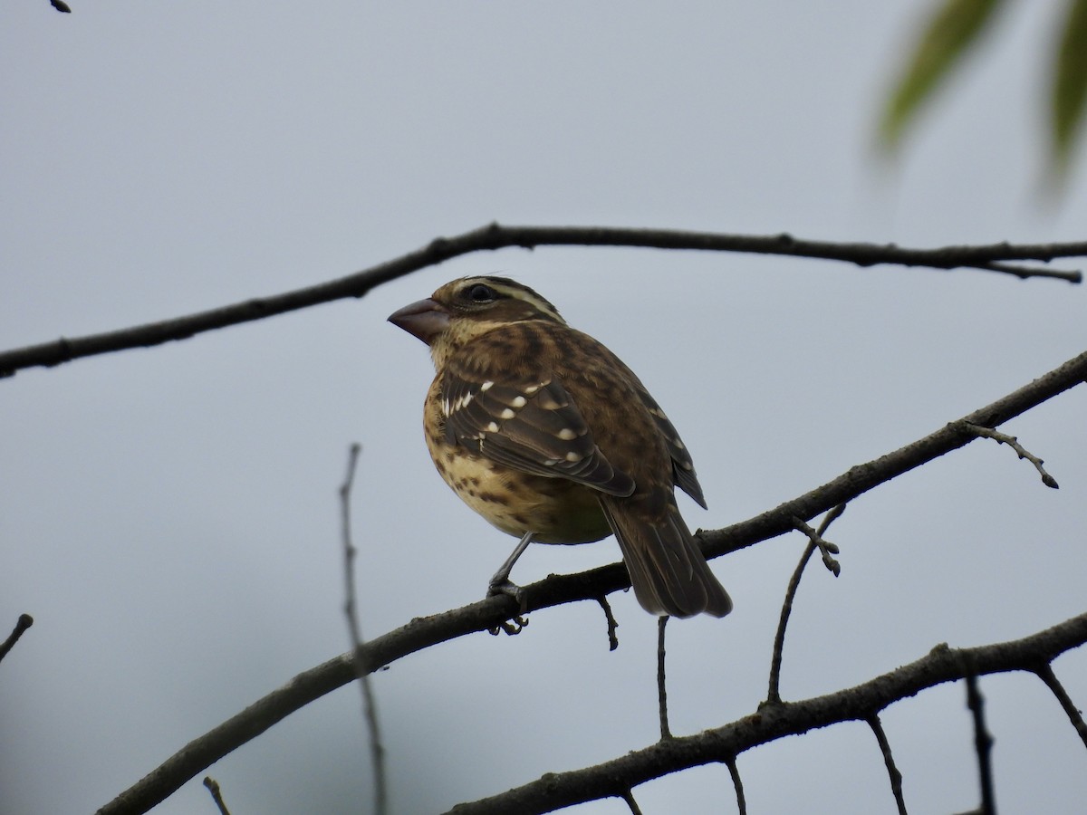 Rose-breasted Grosbeak - ML642407974