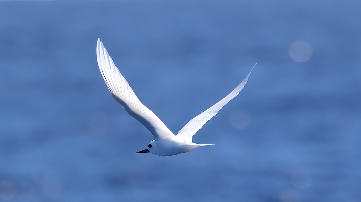 White Tern - ML642407975