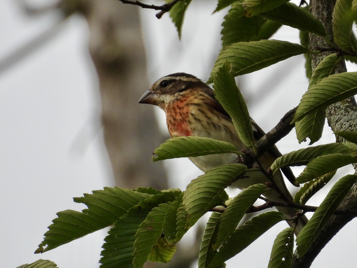 Rose-breasted Grosbeak - ML642407976