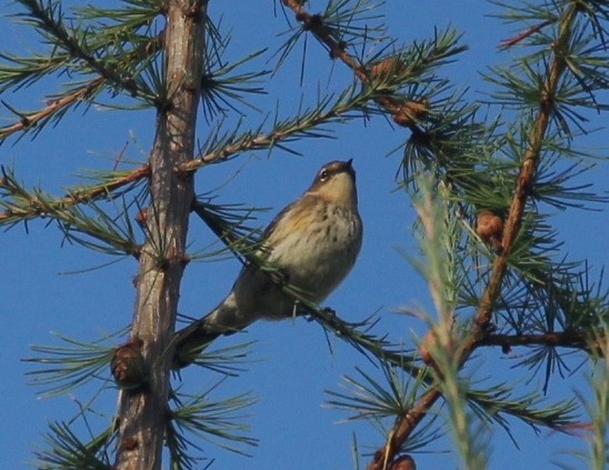 Yellow-rumped Warbler - ML642407980